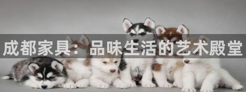 龙八国际