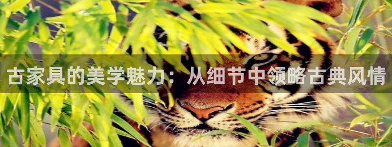 举报龙八国际