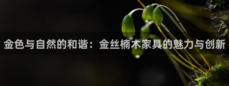 龙八国际头号玩家下截：金色与自然的和谐：金丝楠木家具的魅力与