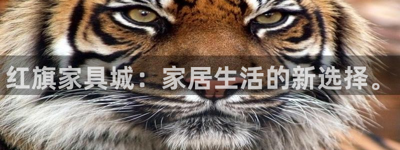 苹果怎么下载龙八国际