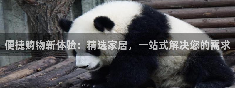 不会玩龙八国际