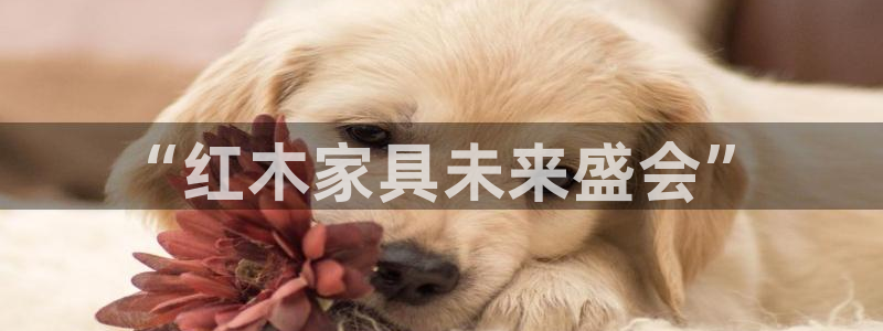 龙八国际城网站